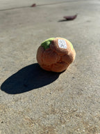 Jack O' Lantern 14 Panel Footbag